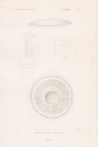 Aequorea violacea méduses - aequorea,