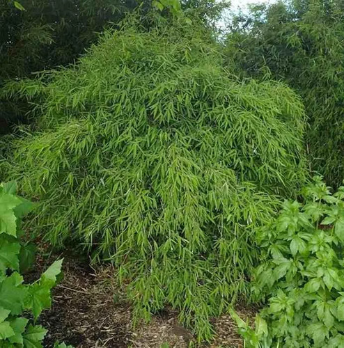 Fargesia nitida gansu - fargesia,