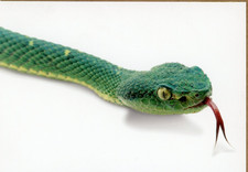 Side-striped Palm-pit Viper