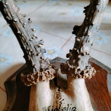 CHASSE 1937 Trophée Massacre