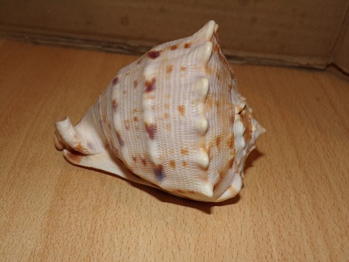 Cassis cornuta belle carapace - cornuta,