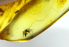 PIECE AMBRE 2 insectes cadeau