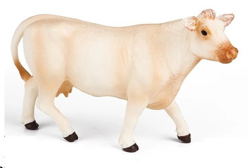 Charolais cattle cow - charolais,