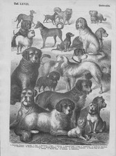 Races De Chiens Races De