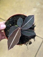 Labisia pumila pot 5cm - 10,5cm, (