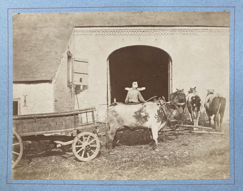 Attelage boeufs dans une - de,