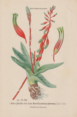 Aloe gasteria scaberrima - aloe,