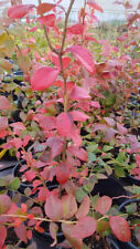 Vaccinium corymbosum 'Blue Crop' / Myrtillier Blue Crop / Conteneur de 3 à 4 ...