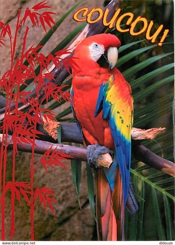 Carte postale animaux - carte,