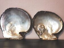 2.  beau coquillages nacre  Tahiti Avec Perles Pour Un. 