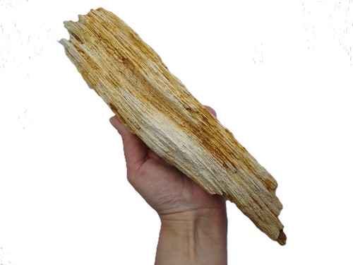 Morceau bois fossilisé - morceau, de