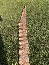 Peau de serpent Python très