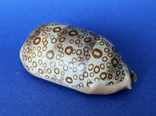 Cypraea Argus Contracasta 69,9