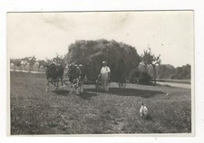 7/352 Photo Bauer 1933 Foin