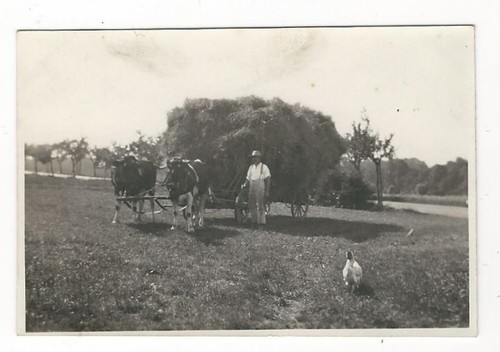 352 photo bauer 1933 foin - 7/352,