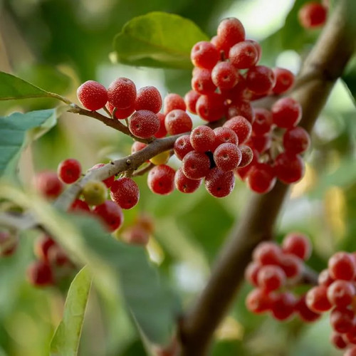 Elaeagnus umbellata