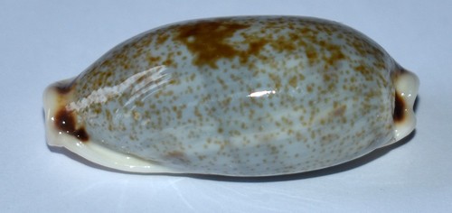 Coquillage cypraea errona - coquillage,