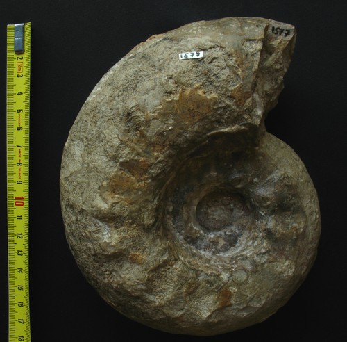 Ammonite kimméridgien - ammonite,