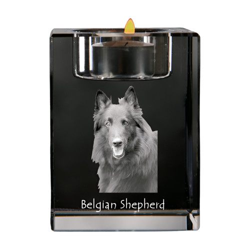 Chiens berger belge - chiens,