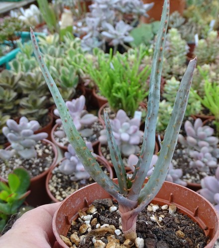 Aloe capitata angavoana - capitata,
