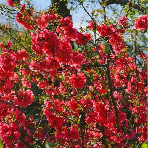 Boutures cognassier japon - boutures,
