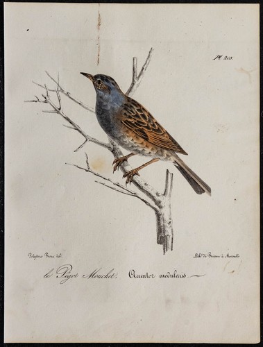 1830 accenteur mouchet - 1830,