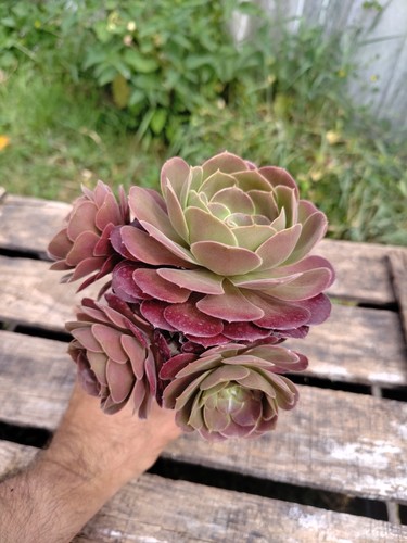 Aeonium blushing beauty big - beauty",