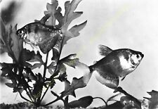 RPPC Photo Poisson Fish