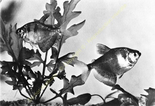 Rppc photo poisson fish - photo,