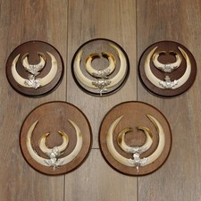 Wildschweinwaffen (Sus Scrofa)