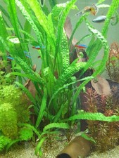 Cryptocoryne aponogetifolia