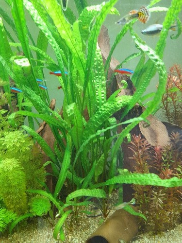 Cryptocoryne aponogetifolia