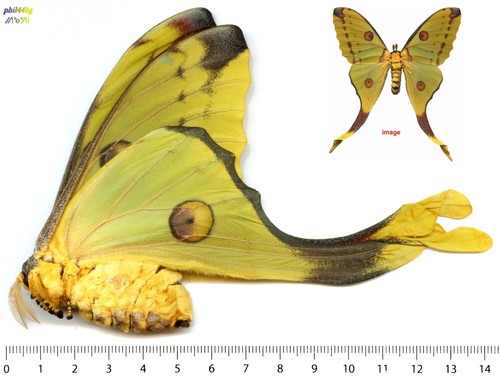 Saturnidae argema mittrei - -,
