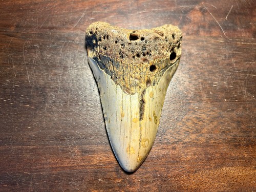 Dent megalodon fossile 100%