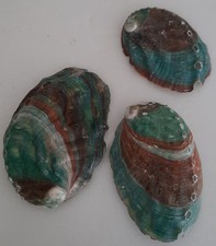 curiosité , taxidermie