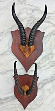 Trophee cornes de gazelle ou antilope paire massacres cornes d'antilopes Impala