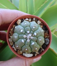 ASTROPHYTUM ASTERIAS 'KIKKO'