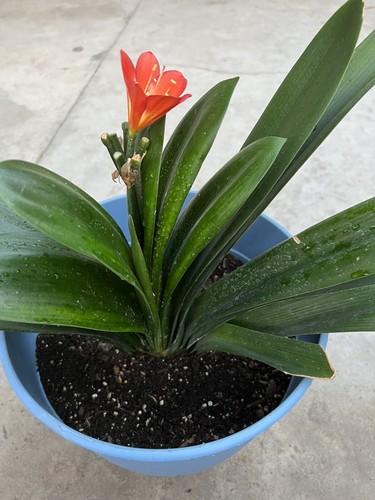 Orange clivia miniata - clivia,