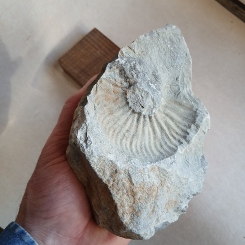 Empreinte ammonite saône et - ,