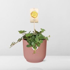 Peperomia ‘ Hope ’ En Elho
