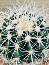 Echinocactus grusonii SPINA