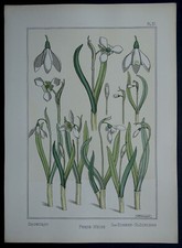 MP VERNEUIL 1896 La Plante