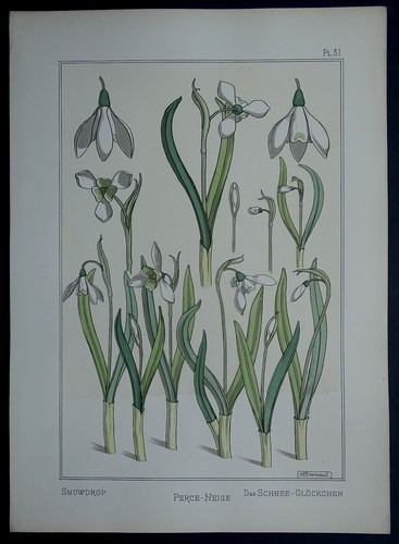 Verneuil 1896 plante - 1896,