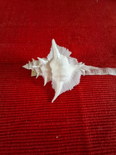 Coquillage rare murex - coquillage,