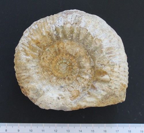 Ammonite fossile bajocien - fossile,