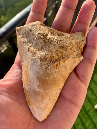 Dent megalodon 10 - dent, 10 cm