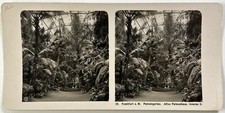 ALLEMAGNE Francfort-sur-le-Main Serre Jardin c1900 Photo Stereo Vintage 