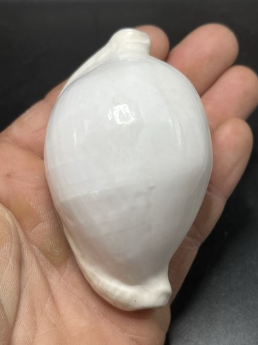5cm coquillage de - 9,5cm,