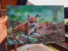 Photo Animalière Renard Sur Dibond