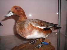 taxidermie canard siffleur 